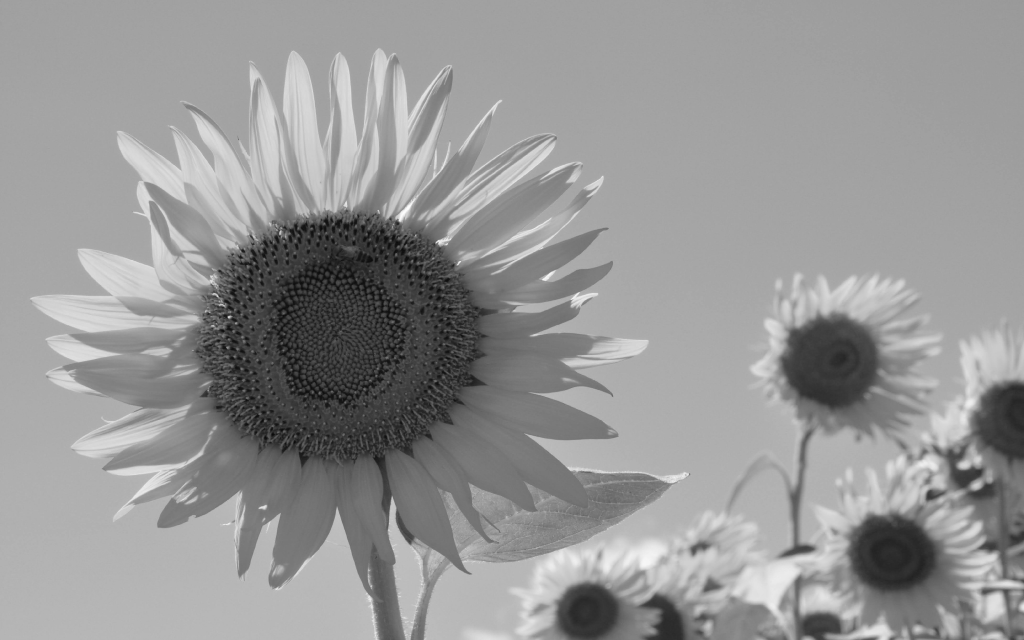 ../_images/472bf3643be473b3c0cf8d8652d2ee735eeae6efc117e47b04ec0db75b839748.png