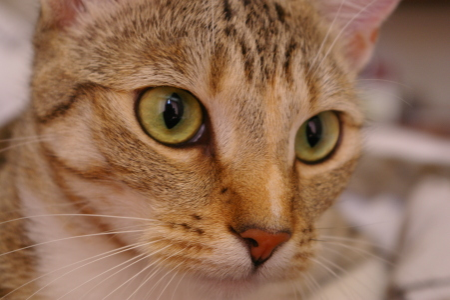 ../_images/b68564824b6f9b0669f8b555c7c5e833f6f18f6bcfaf328bda859dc53895c4bd.png